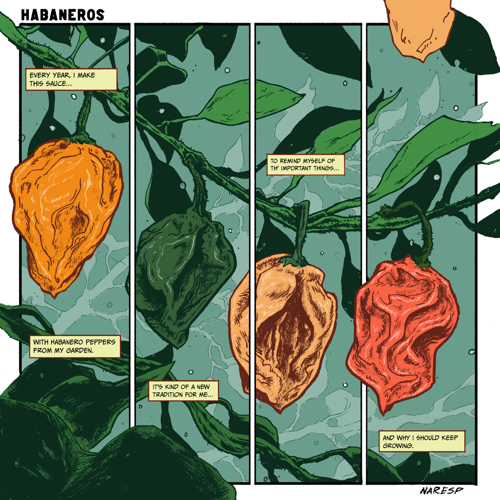 Comic page by Narciso Espiritu. An illustration of four habaneros on a vine -- orange, green, peach, and red -- is split across four vertical panels. PANEL 1 Caption: Every year, I make this sauce... Caption: With habanero peppers from my garden. PANEL 2 Caption: It's kind of a new tradition for me... PANEL 3 Caption: To remind myself of th' important things... PANEL 4 Caption: And why I should keep growing.